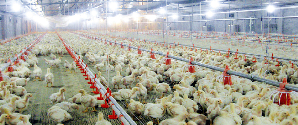 家禽养殖消毒杀菌解决方案